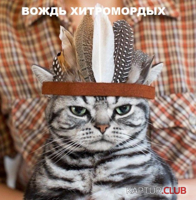 1565767646_cats_01.jpg | Рено Каптур Клуб Россия | Форум KAPTUR.SU