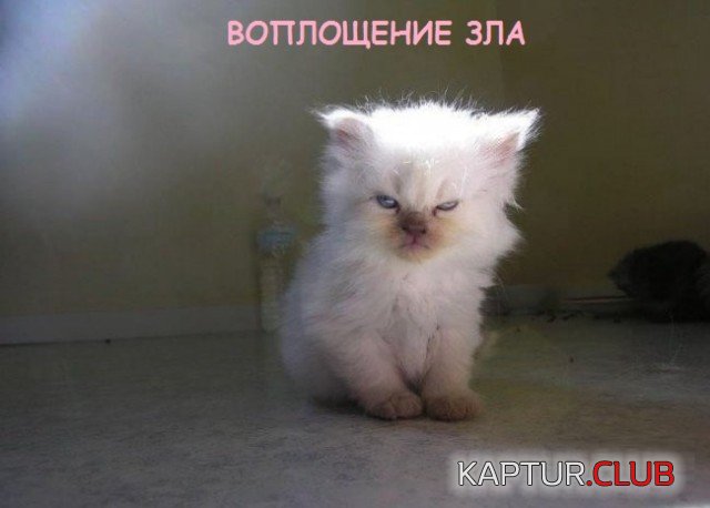 1565767680_cats_06.jpg | Рено Каптур Клуб Россия | Форум KAPTUR.SU
