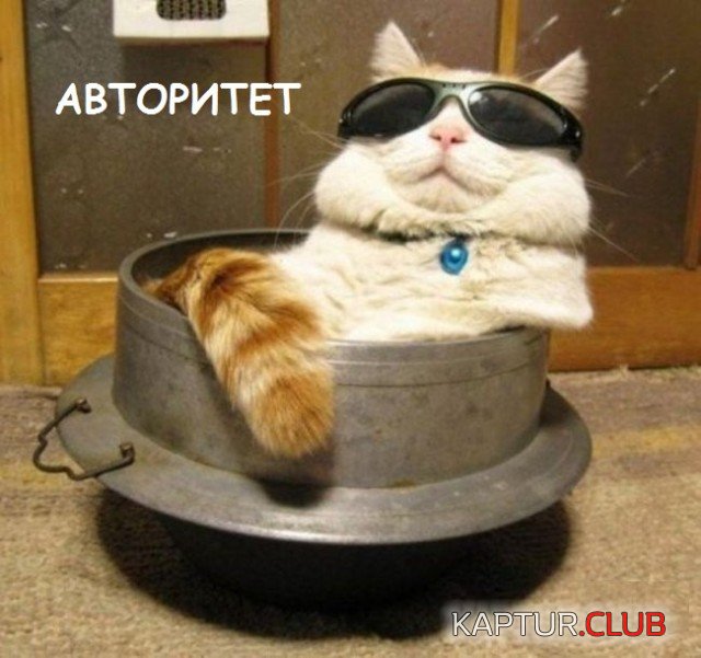 1565767691_cats_09.jpg | Рено Каптур Клуб Россия | Форум KAPTUR.SU