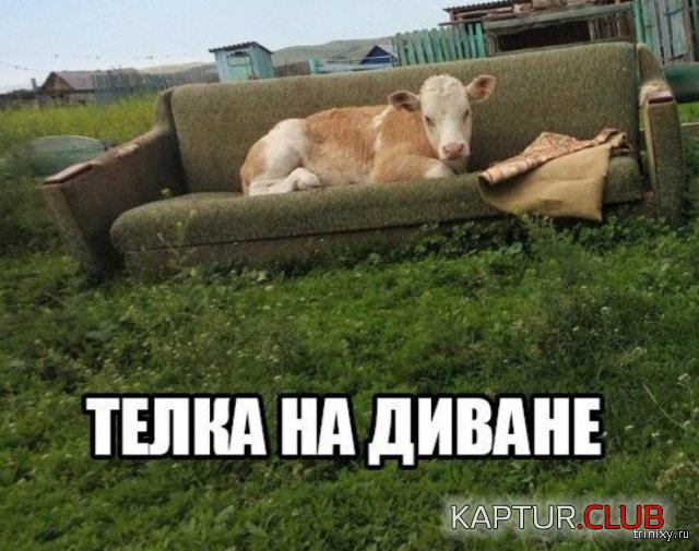156582_2_trinixy_ru.jpg | Рено Каптур Клуб Россия | Форум KAPTUR.SU