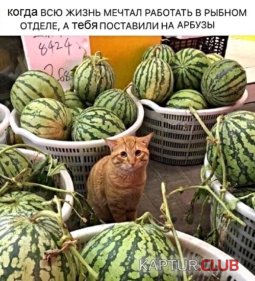 1567522406_podb_vecher_07.jpg | Рено Каптур Клуб Россия | Форум KAPTUR.SU