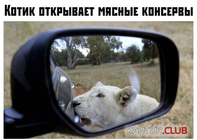 1568359287_1568300204_podb_vecher_20.jpg | Рено Каптур Клуб Россия | Форум KAPTUR.SU