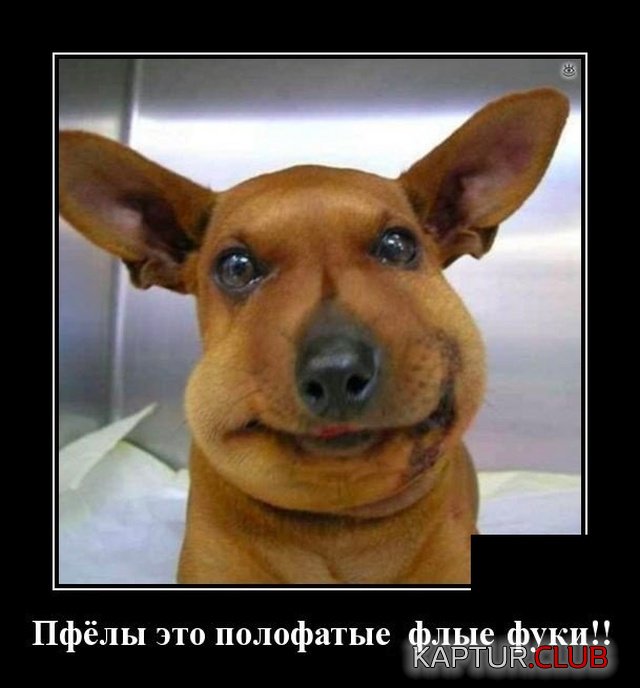 1568990490_demotivatory_12.jpg | Рено Каптур Клуб Россия | Форум KAPTUR.SU