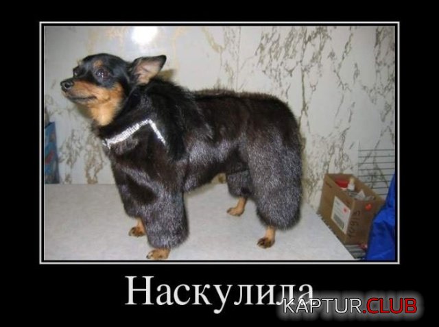 1569240230_demotivatory_14.jpg | Рено Каптур Клуб Россия | Форум KAPTUR.SU