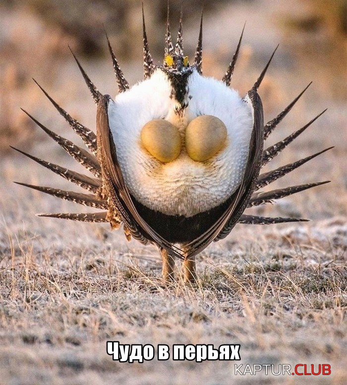 1570199601_podb_vecher_12.jpg | Рено Каптур Клуб Россия | Форум KAPTUR.SU