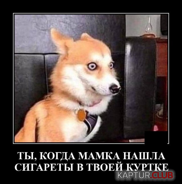 1571631316_1571234275_demotivatory_09.jpg | Рено Каптур Клуб Россия | Форум KAPTUR.SU