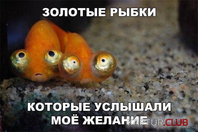 157221_19_trinixy_ru.jpg | Рено Каптур Клуб Россия | Форум KAPTUR.SU