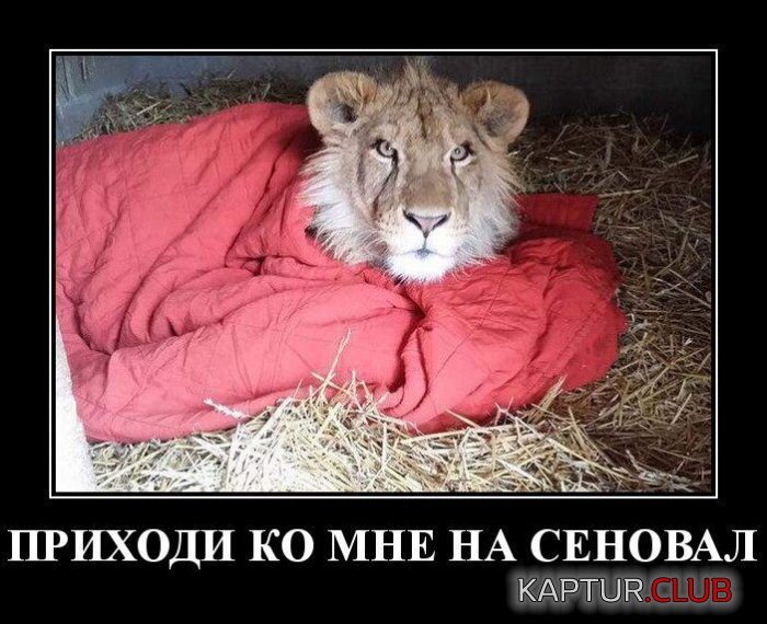 1572793157_1572618927_dmt-19.jpg | Рено Каптур Клуб Россия | Форум KAPTUR.SU