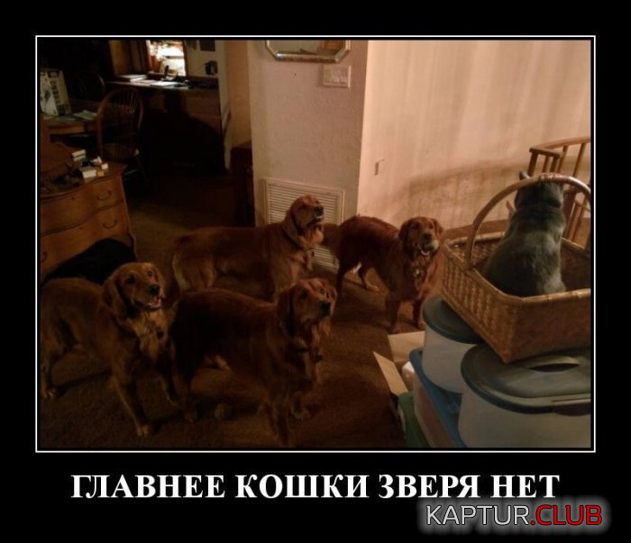 1572793186_1572618925_3-dmt-6.jpg | Рено Каптур Клуб Россия | Форум KAPTUR.SU