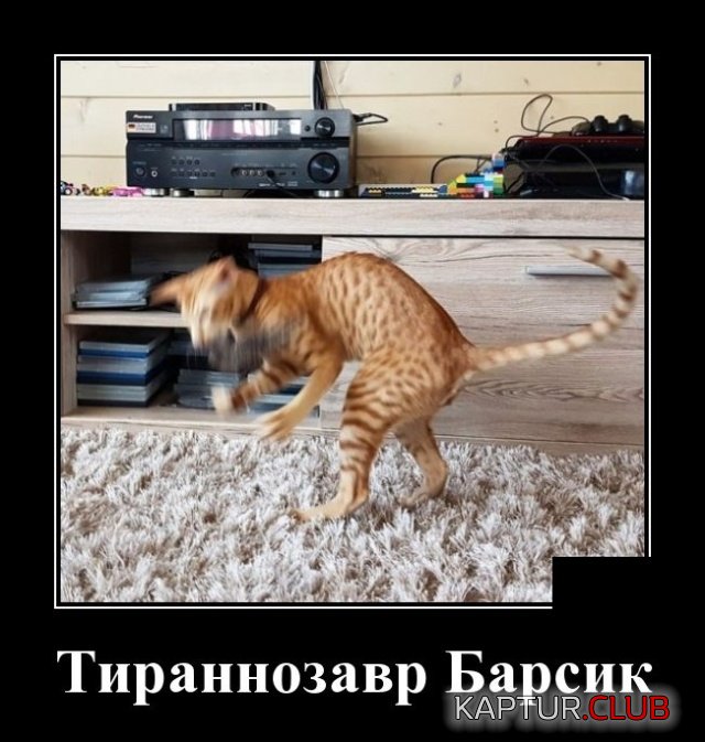 1572799311_1572442608_demotivatory_11.jpg | Рено Каптур Клуб Россия | Форум KAPTUR.SU