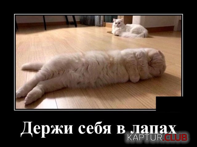 1572872977_demotivatory_10.jpg | Рено Каптур Клуб Россия | Форум KAPTUR.SU