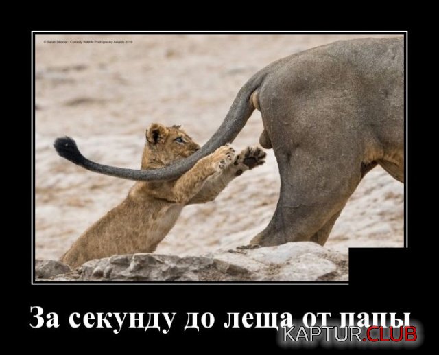 1573652151_demotivatory_06.jpg | Рено Каптур Клуб Россия | Форум KAPTUR.SU