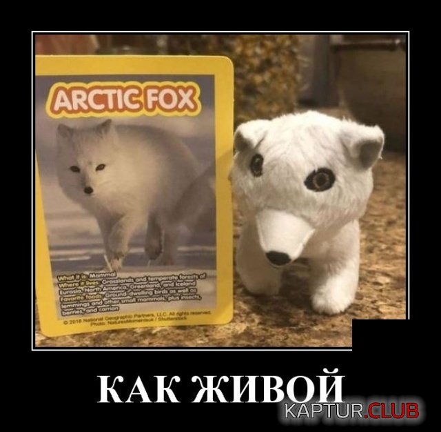 1574684674_demotivatory_14.jpg | Рено Каптур Клуб Россия | Форум KAPTUR.SU