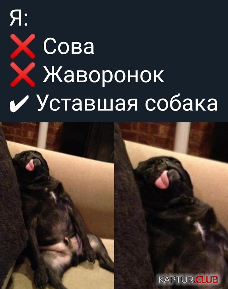 1574779960_podb_vecher_12.jpg | Рено Каптур Клуб Россия | Форум KAPTUR.SU