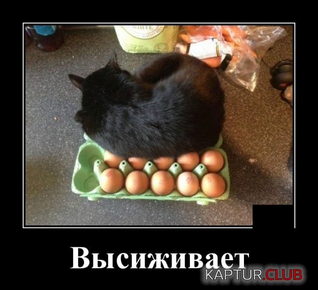 1575571775_1575295267_demotivatory_02.jpg | Рено Каптур Клуб Россия | Форум KAPTUR.SU