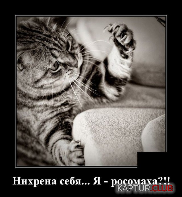 1576843336_demotivatory_15.jpg | Рено Каптур Клуб Россия | Форум KAPTUR.SU