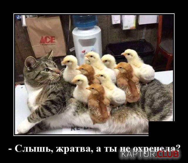 1578661649_demotivatory_20.jpg | Рено Каптур Клуб Россия | Форум KAPTUR.SU