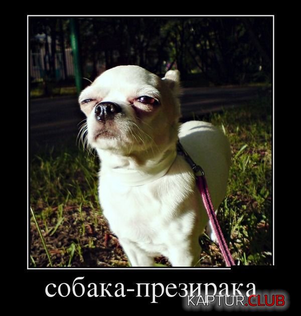 1581166d5b667acf34a39472810.jpg | Рено Каптур Клуб Россия | Форум KAPTUR.SU