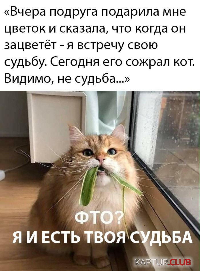 1582903847_podb_vecher_29.jpg | Рено Каптур Клуб Россия | Форум KAPTUR.SU