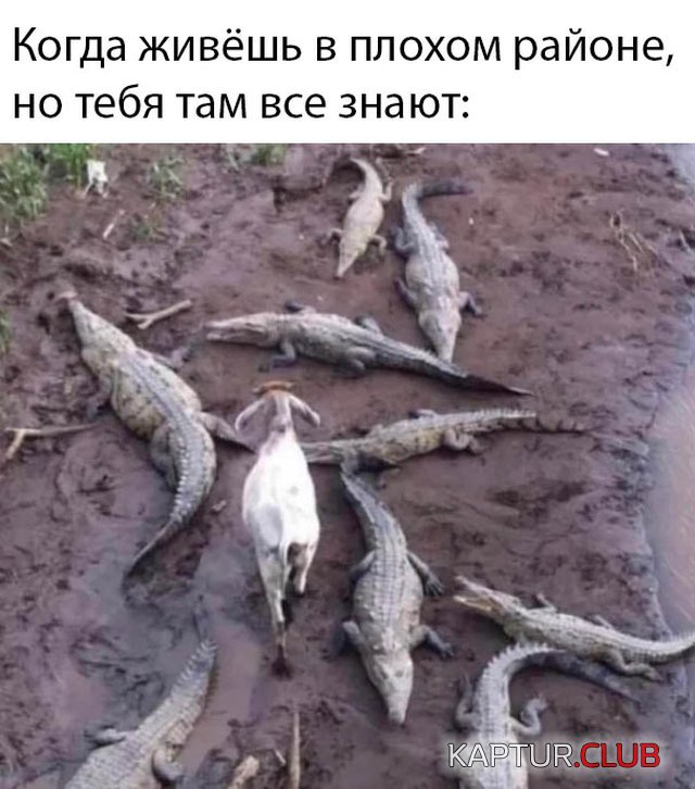 1583831477_podborka_29.jpg | Рено Каптур Клуб Россия | Форум KAPTUR.SU