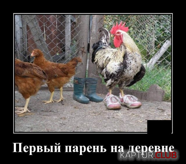 1583847751_demotivatory_06.jpg | Рено Каптур Клуб Россия | Форум KAPTUR.SU