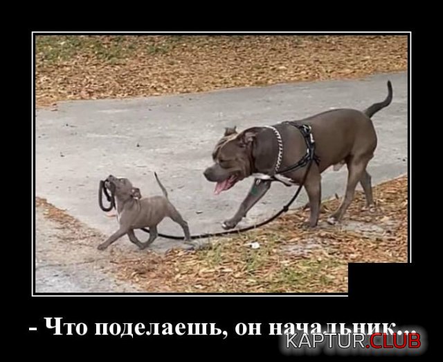 1584873549_1584627673_demotivatory_19.jpg | Рено Каптур Клуб Россия | Форум KAPTUR.SU