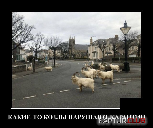 1585924149_demotivatory_19.jpg | Рено Каптур Клуб Россия | Форум KAPTUR.SU