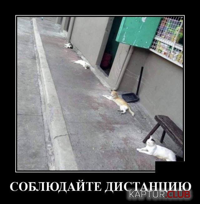 1587047094_demotivatory_14.jpg | Рено Каптур Клуб Россия | Форум KAPTUR.SU