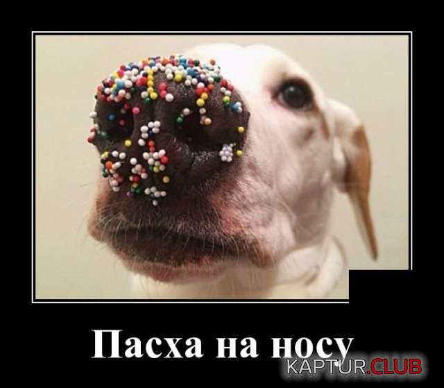 1587393362_demotivatory_08.jpg | Рено Каптур Клуб Россия | Форум KAPTUR.SU