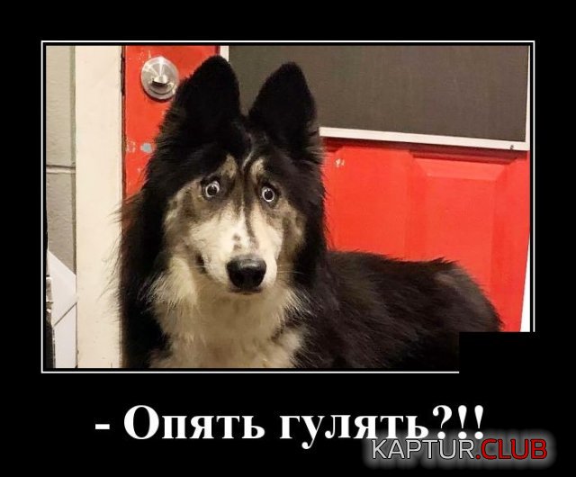 1588081581_demotivatory_05.jpg | Рено Каптур Клуб Россия | Форум KAPTUR.SU