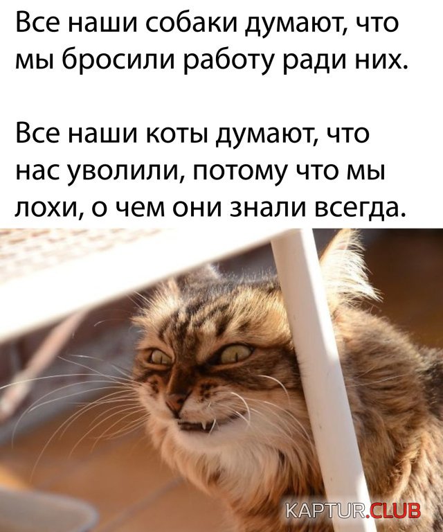 1588150017_podb_32.jpg | Рено Каптур Клуб Россия | Форум KAPTUR.SU