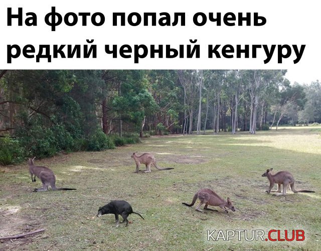 1588578896_podb_29.jpg | Рено Каптур Клуб Россия | Форум KAPTUR.SU