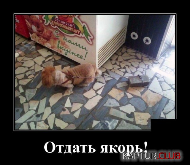 1588947269_1588682811_demotivatory_07.jpg | Рено Каптур Клуб Россия | Форум KAPTUR.SU