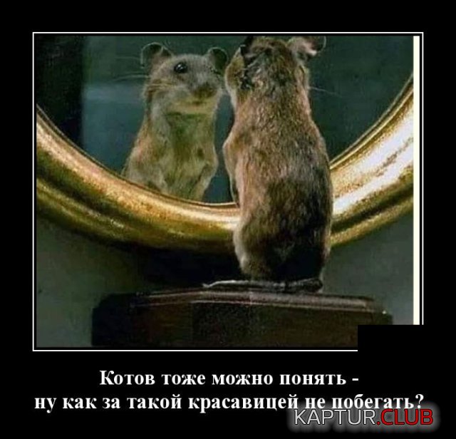 1589207062_demotivatory_10.jpg | Рено Каптур Клуб Россия | Форум KAPTUR.SU
