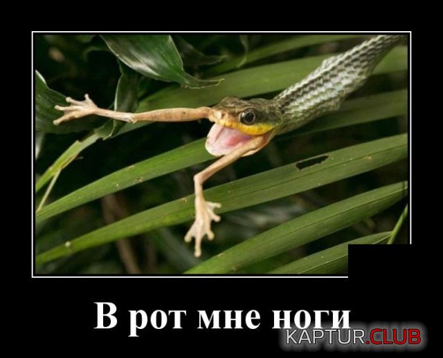 1590488492_demotivatory_08.jpg | Рено Каптур Клуб Россия | Форум KAPTUR.SU