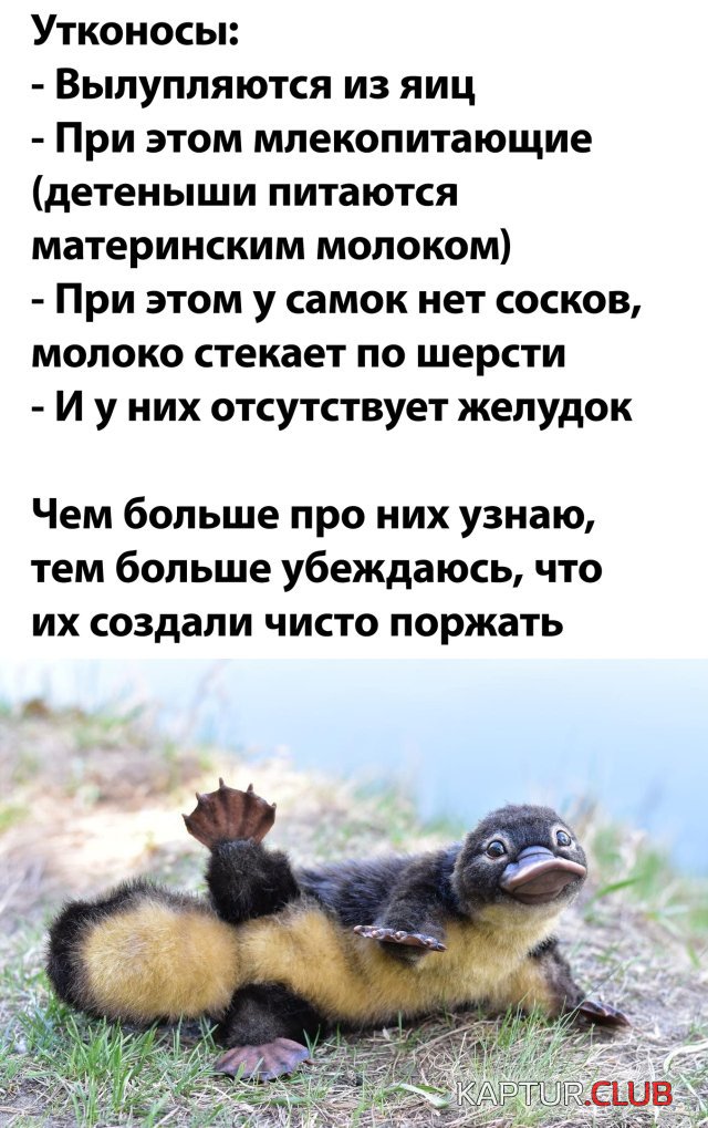 1591280622_podb_14.jpg | Рено Каптур Клуб Россия | Форум KAPTUR.SU