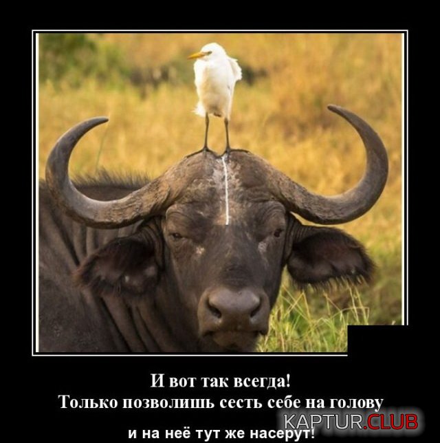 1591353167_1591105428_demotivatory_12.jpg | Рено Каптур Клуб Россия | Форум KAPTUR.SU