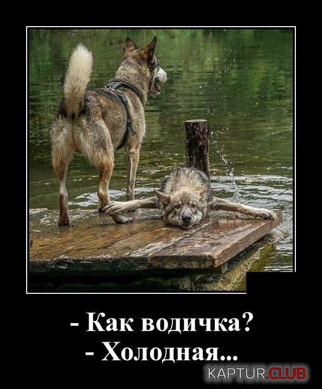 1591705895_demotivatory_07.jpg | Рено Каптур Клуб Россия | Форум KAPTUR.SU