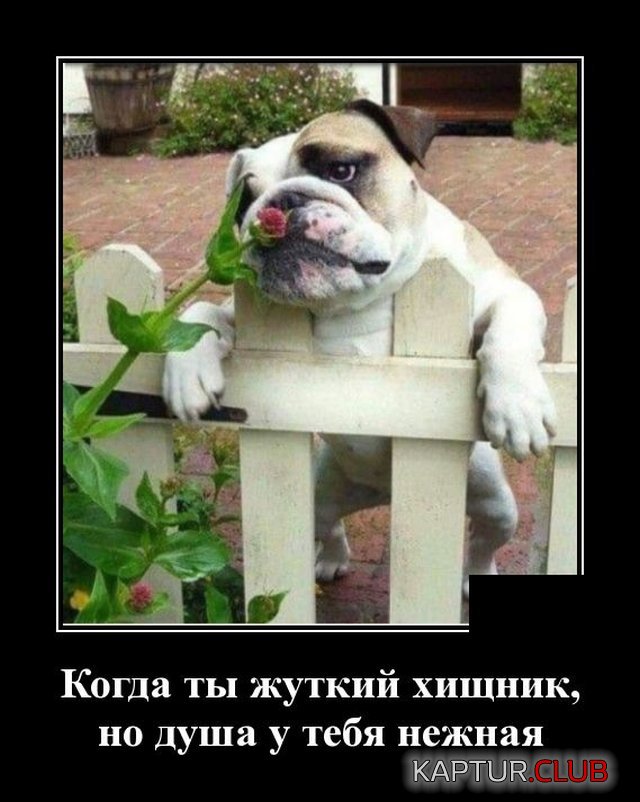 1591970217_demotivatory_05.jpg | Рено Каптур Клуб Россия | Форум KAPTUR.SU