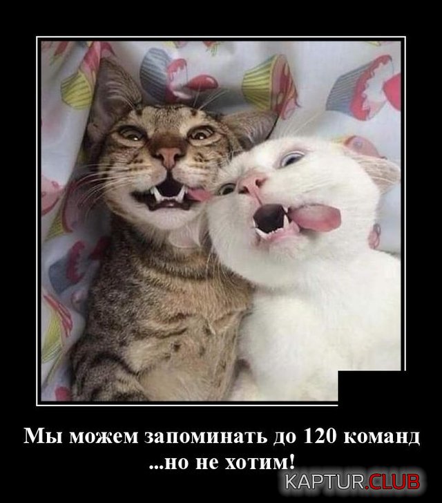1592212176_1591795986_demotivatory_02.jpg | Рено Каптур Клуб Россия | Форум KAPTUR.SU