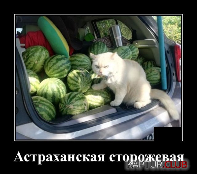 1592402005_demotivatory_12.jpg | Рено Каптур Клуб Россия | Форум KAPTUR.SU