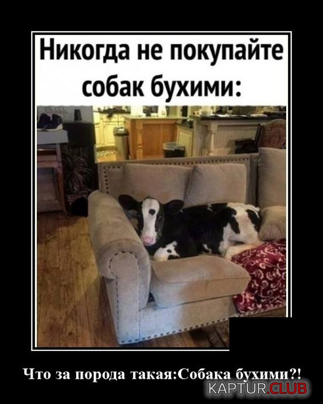 1592488570_demotivatory_08.jpg | Рено Каптур Клуб Россия | Форум KAPTUR.SU
