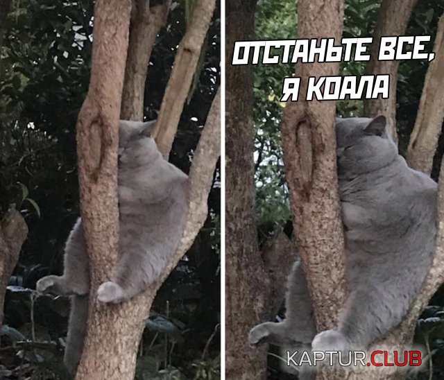1592493517_podb_vecher_28.jpg | Рено Каптур Клуб Россия | Форум KAPTUR.SU