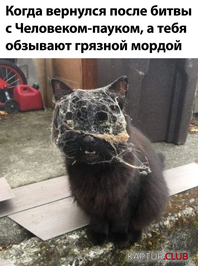 1592493571_podb_vecher_12.jpg | Рено Каптур Клуб Россия | Форум KAPTUR.SU