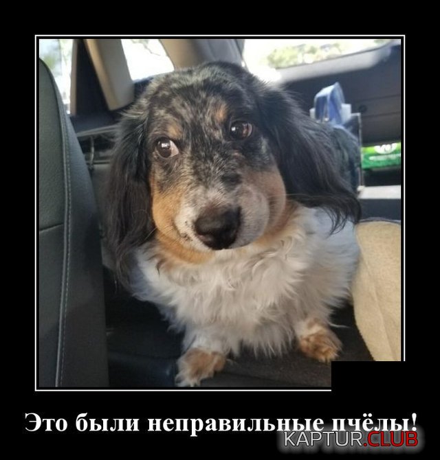 1592832256_demotivatory_05.jpg | Рено Каптур Клуб Россия | Форум KAPTUR.SU