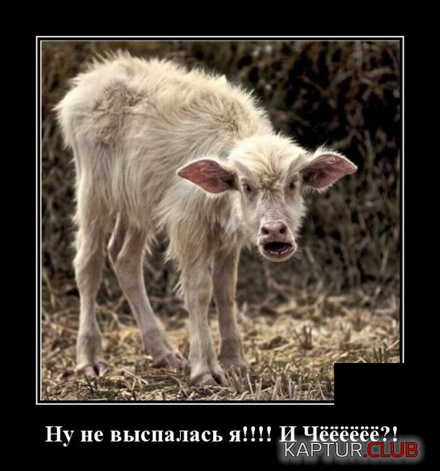 1592907757_demotivatory_11.jpg | Рено Каптур Клуб Россия | Форум KAPTUR.SU