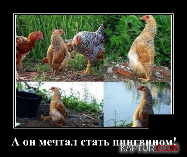 1593093238_demotivatory_18.jpg | Рено Каптур Клуб Россия | Форум KAPTUR.SU