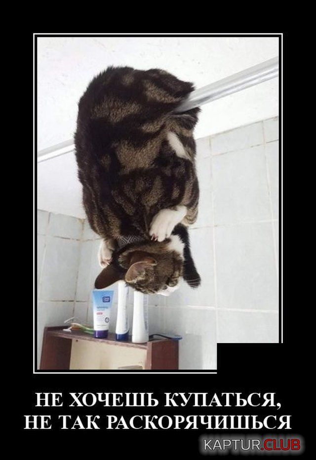 1593527172_demotivatory_12.jpg | Рено Каптур Клуб Россия | Форум KAPTUR.SU