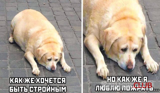 1593591880_podb_01.jpg | Рено Каптур Клуб Россия | Форум KAPTUR.SU