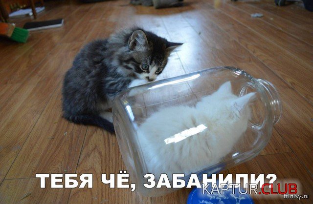 159407_24_trinixy_ru.jpg | Рено Каптур Клуб Россия | Форум KAPTUR.SU